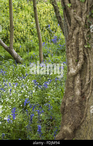 Bluebells dans le jardin du château de Sissinghurst au bois, près de Cranbrook, Kent. Banque D'Images