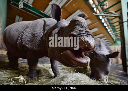 Pilsen, République tchèque. 27 Jan, 2016. Les rares rhinocéros Indien nommé veau Maruska (à gauche), et sa mère Manjula sont illustrés dans leur enceinte à Plzen zoo, République tchèque, le mercredi 27 janvier, 2016. Cette année, le zoo de Pilsen célébrera 90 ans depuis sa fondation. © Pavel Nemecek/CTK Photo/Alamy Live News Banque D'Images