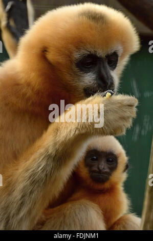 Pilsen, République tchèque. 27 Jan, 2016. Northern White-cheeked Gibbon, Nomascus leucogenys leucogenys, femme avec son bébé sont représentés dans leur enceinte à Plzen zoo, République tchèque, le mercredi 27 janvier, 2016. Cette année, le zoo de Pilsen célébrera 90 ans depuis sa fondation. © Pavel Nemecek/CTK Photo/Alamy Live News Banque D'Images