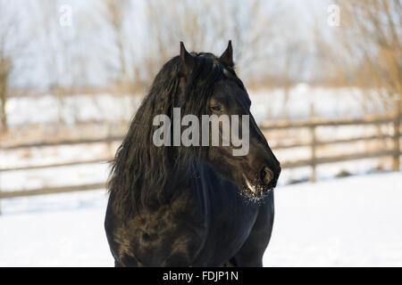 Cheval frison noir dans le temps d'hiver à stable Banque D'Images