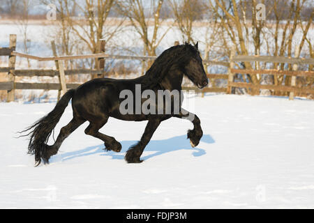 Cheval frison noir dans le temps d'hiver à stable Banque D'Images