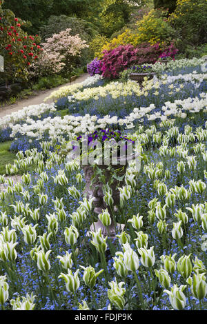 Belle combinaison de tulipes et myosotis dans le jardin qui a été créé à la fin du xviiie siècle par Samuel Greg, le propriétaire de l'usine, et sa femme Hannah, pour compléter leur chambre. Le jardin suit la vallée de la rivière Bollin et fait partie de Banque D'Images