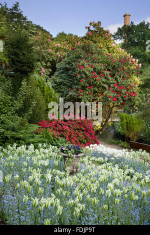 Tulipes et myosotis avec un brillant rhododendron dans le jardin qui a été créé à la fin du xviiie siècle par Samuel Greg, le propriétaire de l'usine, et sa femme Hannah, pour compléter leur chambre. Le jardin suit la vallée de la rivière Bollin et n'est pa Banque D'Images