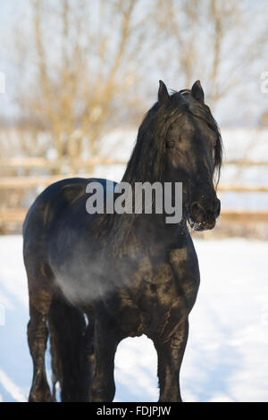 Cheval frison noir dans le temps d'hiver à stable Banque D'Images