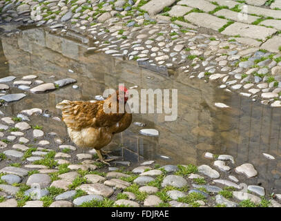 Une poule dans les écuries Courtyard at the Green Lawns, Newcastle upon Tyne. Banque D'Images
