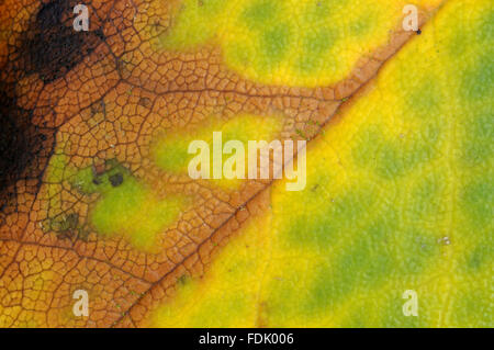 Des signes de la maladie fongique, Phytophthora ramorum - également connu sous le nom de l'encre des chênes rouges sur rhododendron à Trengwainton Garden, près de Penzance, Cornwall. Le champignon a été soupçonné d'avoir été ramenés d'Amérique et en raison de notre climat plus chaud maintenant ; c'est Banque D'Images