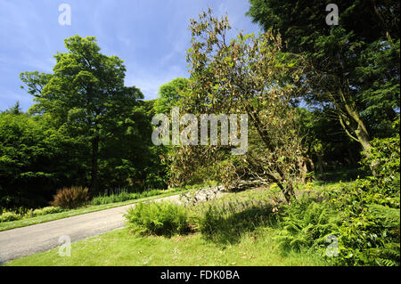 Des signes de la maladie fongique, Phytophthora ramorum - également connu sous le nom de l'encre des chênes rouges sur rhododendron à Trengwainton Jardin, Cornwall. Le champignon a été soupçonné d'avoir été ramenés d'Amérique et en raison de notre climat plus chaud maintenant, c'est prospérer dans le th Banque D'Images