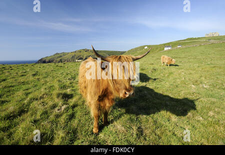 Highland cattle grazing le National Trust côte au Cape Cornwall, près de St Just, Cornwall. Les dettes d'une absence de pâturage pendant de nombreuses décennies, ces champs sont revenus pour classer l'herbe, et une fois-fleurs côtière commune ont disparu. Nous sommes désireux de re-establi Banque D'Images