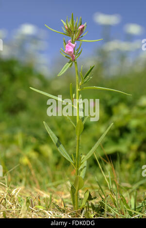 Moindre Snapdragon est une plante arables/mauvaise herbe, originaire de sol perturbé et de terres agricoles. La petite fleur rose ressemble à une miniature muflier et sont suivies par un fruit vert qui ressemble à un nez de belette. Aussi connu sous le nom de "nez de belette' o Banque D'Images