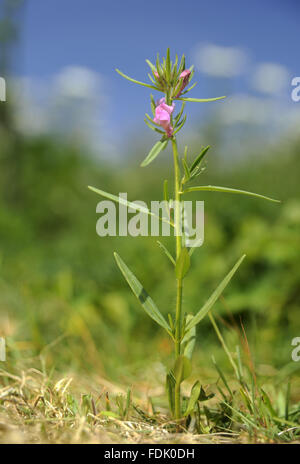 Moindre Snapdragon est une plante arables/mauvaise herbe, originaire de sol perturbé et de terres agricoles. La petite fleur rose ressemble à une miniature muflier et sont suivies par un fruit vert qui ressemble à un nez de belette. Aussi connu sous le nom de "nez de belette' o Banque D'Images