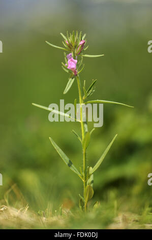 Moindre Snapdragon est une plante arables/mauvaise herbe, originaire de sol perturbé et de terres agricoles. La petite fleur rose ressemble à une miniature muflier et sont suivies par un fruit vert qui ressemble à un nez de belette. Aussi connu sous le nom de "nez de belette' o Banque D'Images