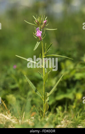 Moindre Snapdragon est une plante arables/mauvaise herbe, originaire de sol perturbé et de terres agricoles. La petite fleur rose ressemble à une miniature muflier et sont suivies par un fruit vert qui ressemble à un nez de belette. Aussi connu sous le nom de "nez de belette' o Banque D'Images