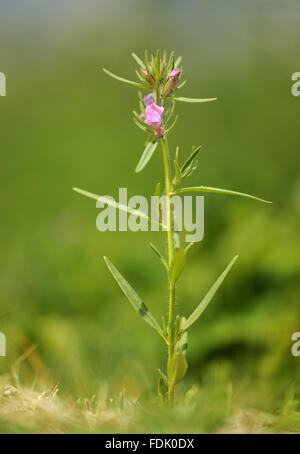 Moindre Snapdragon est une plante arables/mauvaise herbe, originaire de sol perturbé et de terres agricoles. La petite fleur rose ressemble à une miniature muflier et sont suivies par un fruit vert qui ressemble à un nez de belette. Aussi connu sous le nom de "nez de belette' o Banque D'Images