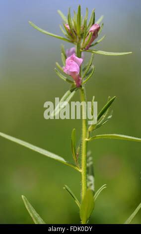 Moindre Snapdragon est une plante arables/mauvaise herbe, originaire de sol perturbé et de terres agricoles. La petite fleur rose ressemble à une miniature muflier et sont suivies par un fruit vert qui ressemble à un nez de belette. Aussi connu sous le nom de "nez de belette' o Banque D'Images