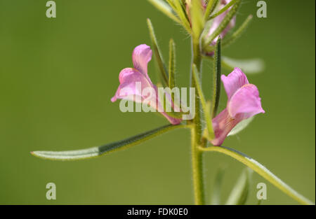 Moindre Snapdragon est une plante arables/mauvaise herbe, originaire de sol perturbé et de terres agricoles. La petite fleur rose ressemble à une miniature muflier et sont suivies par un fruit vert qui ressemble à un nez de belette. Aussi connu sous le nom de "nez de belette' o Banque D'Images