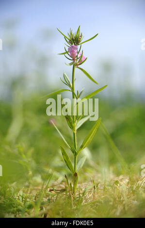 Moindre Snapdragon est une plante arables/mauvaise herbe, originaire de sol perturbé et de terres agricoles. La petite fleur rose ressemble à une miniature muflier et sont suivies par un fruit vert qui ressemble à un nez de belette. Aussi connu sous le nom de "nez de belette' o Banque D'Images