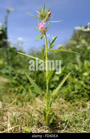 Moindre Snapdragon est une plante arables/mauvaise herbe, originaire de sol perturbé et de terres agricoles. La petite fleur rose ressemble à une miniature muflier et sont suivies par un fruit vert qui ressemble à un nez de belette. Aussi connu sous le nom de "nez de belette' o Banque D'Images