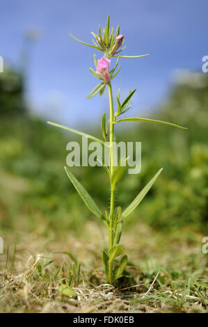 Moindre Snapdragon est une plante arables/mauvaise herbe, originaire de sol perturbé et de terres agricoles. La petite fleur rose ressemble à une miniature muflier et sont suivies par un fruit vert qui ressemble à un nez de belette. Aussi connu sous le nom de "nez de belette' o Banque D'Images