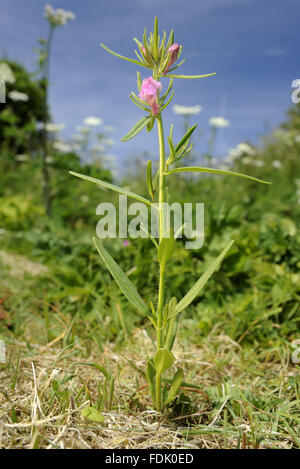 Moindre Snapdragon est une plante arables/mauvaise herbe, originaire de sol perturbé et de terres agricoles. La petite fleur rose ressemble à une miniature muflier et sont suivies par un fruit vert qui ressemble à un nez de belette. Aussi connu sous le nom de "nez de belette' o Banque D'Images