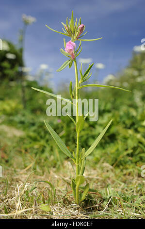 Moindre Snapdragon est une plante arables/mauvaise herbe, originaire de sol perturbé et de terres agricoles. La petite fleur rose ressemble à une miniature muflier et sont suivies par un fruit vert qui ressemble à un nez de belette. Aussi connu sous le nom de "nez de belette' o Banque D'Images