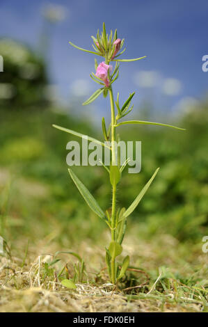 Moindre Snapdragon est une plante arables/mauvaise herbe, originaire de sol perturbé et de terres agricoles. La petite fleur rose ressemble à une miniature muflier et sont suivies par un fruit vert qui ressemble à un nez de belette. Aussi connu sous le nom de "nez de belette' o Banque D'Images