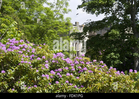 Rhododendrons de plus en face de la salle qu'à The Green Lawns, Newcastle upon Tyne. Banque D'Images