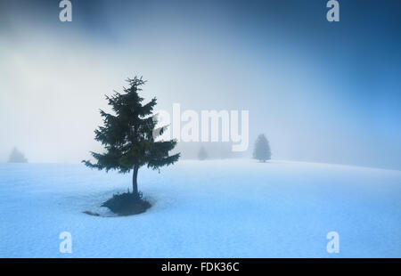 Épinette de montagne sur la neige dans le brouillard du matin, Feldberg, Allemagne Banque D'Images