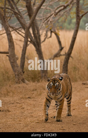 Bengale sauvages ou tigre de l'Inde marche sur une piste forestière dans les forêts sèches du Ranthambhore national park en Inde. Banque D'Images