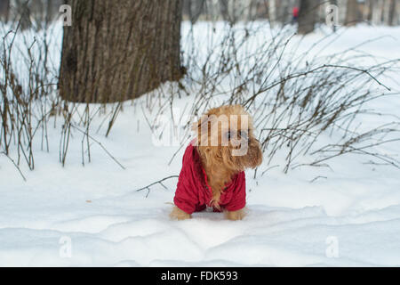 Race de chien Griffon de Bruxelles, promenades en hiver portant des vêtements chauds Banque D'Images