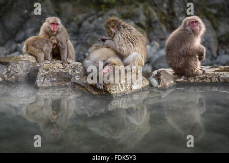 Groupe de singes neige assis par Hot spring, Nagano, Honshu, Japan Banque D'Images