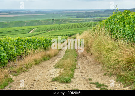 Route de village entre vignes en Champagne-Ardenne, France Banque D'Images