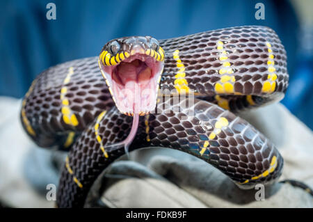 Un serpent de mangrove à la RSPCA reptile du centre de sauvetage à Brighton. Banque D'Images