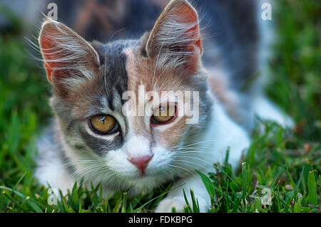Chat Calico allongé dans l'herbe et looking at camera Banque D'Images