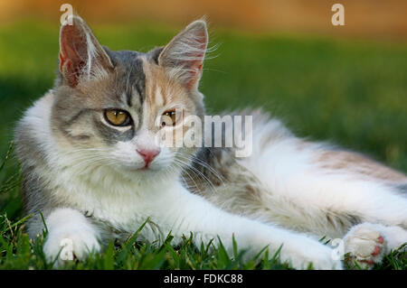 Jeune chat calico se reposant dans le jardin Banque D'Images