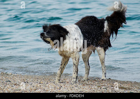 Un chien secouer l'eau sur la plage Banque D'Images