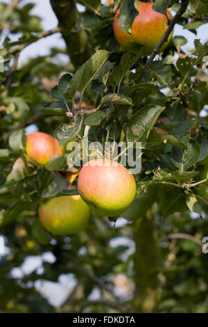 Malus domestica. Pommes sur un arbre dans un verger. Banque D'Images