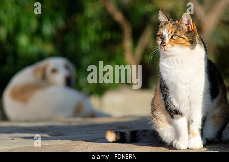 Chat et chien assis à l'extérieur (avec l'accent sur cat) Banque D'Images