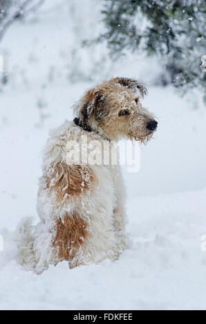 Vue arrière d'un bâtard de terrier assis dans la neige et en tournant la tête vers la caméra Banque D'Images