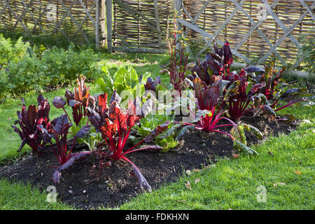 De plus en plus à la bette à carde dans le jardin Tudor à Trerice, Cornwall. Banque D'Images