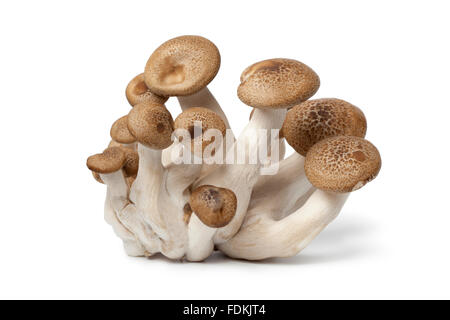 Cluster de brocolis frais champignons sur fond blanc Banque D'Images