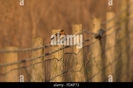 Homme et Femme Stonechats-Saxicola torquata perché sur un poteau de clôture. L'hiver. Uk Banque D'Images