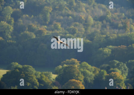 Le Milan royal (Milvus milvus) sur la colline de Watlington, Oxfordshire, en septembre. Banque D'Images