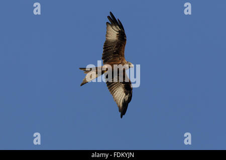 Le Milan royal (Milvus milvus) sur la colline de Watlington, Oxfordshire, en septembre. Banque D'Images