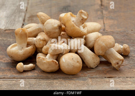 Tas de St.George's frais champignons sur une table Banque D'Images