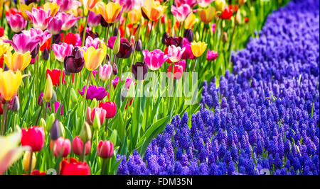 Un jardin avec tulipes colorées et violet fleurs Muscari armeniacum Banque D'Images