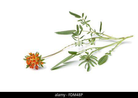 Brindille de fresh orange woundwort fleur sur fond blanc Banque D'Images