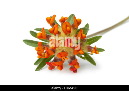 Orange douce woundwort fleur sur fond blanc Banque D'Images