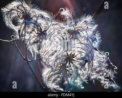 Clematis vitalba vieux Mans beard en hiver Banque D'Images