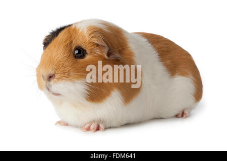 Cochon mignon sur fond blanc Banque D'Images