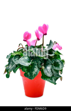 Un Cyclamen hederifolium, populairement connu comme sowbread, avec des fleurs roses dans un pot rouge sur fond blanc Banque D'Images